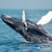 Bitcoin Whale