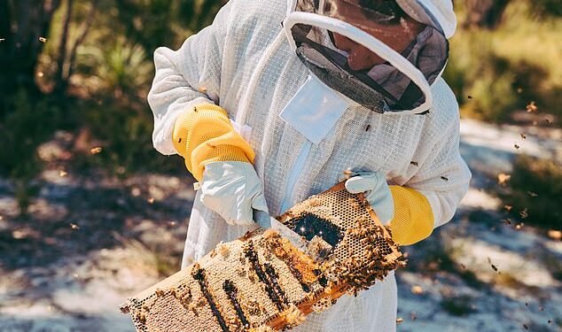 Sweet deal: Jarrah honey is extracted from a hive at Forest Fresh’s site in Perth, Western Australia