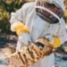 Sweet deal: Jarrah honey is extracted from a hive at Forest Fresh’s site in Perth, Western Australia