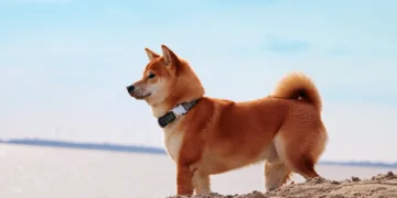 Shiba Inu