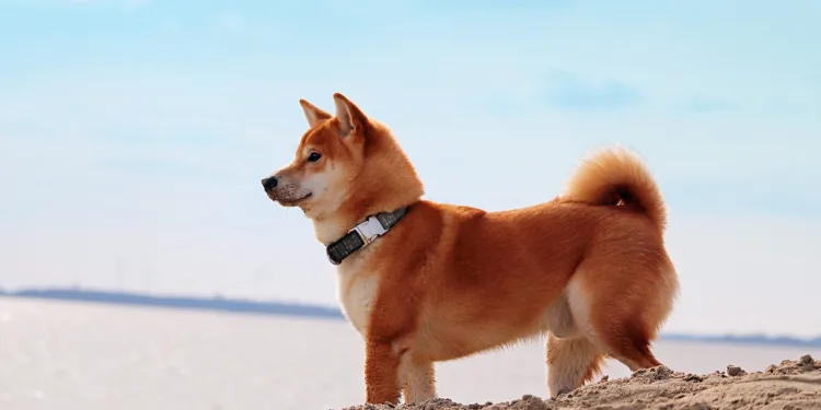 Shiba Inu