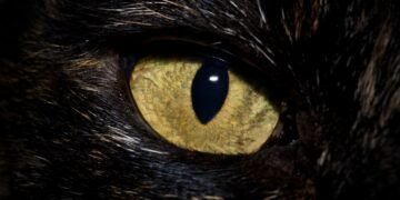 BlackCat (ALPHV) Ransomware Levels Up for Stealth, Speed and Exfiltration