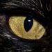 BlackCat (ALPHV) Ransomware Levels Up for Stealth, Speed and Exfiltration