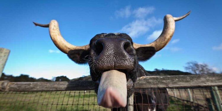 Dow Jones Futures Fall: Nasdaq Jumps As Nvidia, Chip, AI Plays Soar, But Market Breadth Terrible