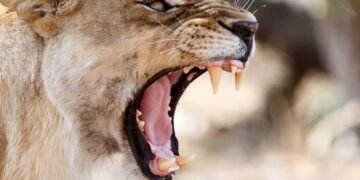 Dow Jones Roars, But Don't Go Wild Yet; Three Stocks Near Buy Points