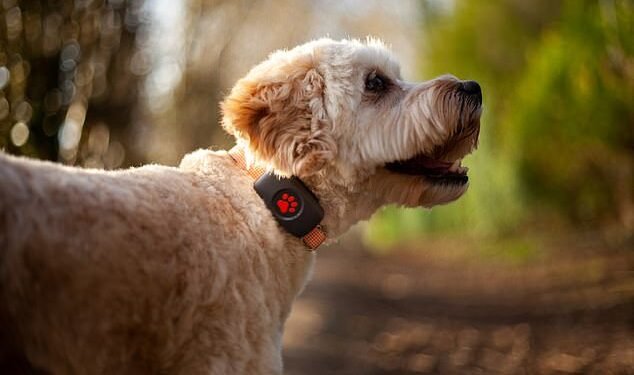 Deal: Dog products firm PitPat will receive investment from ITV in return for free advertising across the broadcasting giant's channels and on-demand subscription service ITVX