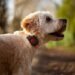 Deal: Dog products firm PitPat will receive investment from ITV in return for free advertising across the broadcasting giant's channels and on-demand subscription service ITVX
