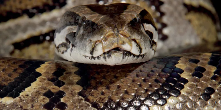 SideWinder Strikes Victims in Pakistan, Turkey in Multiphase Polymorphic Attack