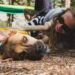 Best Pet Insurance Plans • For Cats and Dogs