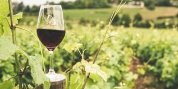 How To Invest in a Vineyard: 10 Steps • Benzinga