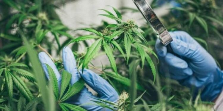 How to Expand Your Delaware Recreational Weed Business