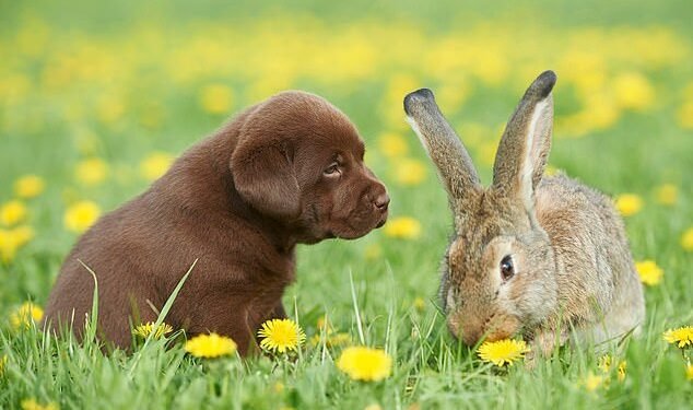 Soaring sales: Millions of households got a pet during Covid, which resulted in a surge in demand for animal food and accessories