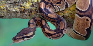 PyPI's 2FA Requirements Don't Go Far Enough, Researchers Say