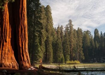 Condé Nast Traveler