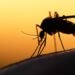 What It Means That Malaria Is in the U.S. Now