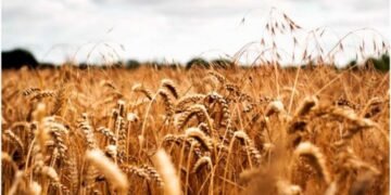 5 Best Wheat Stocks Right Now • Benzinga