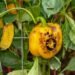 6 Signs of Heat Stress in Plants