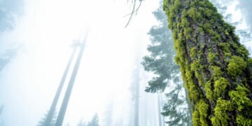 Sequoia Capital Navigates Market Challenges with Reduction of Cryptocurrency and Ecosystem Funds