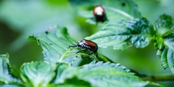 The Fastest Way to Get Rid of Japanese Beetles in Your Garden