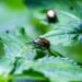The Fastest Way to Get Rid of Japanese Beetles in Your Garden