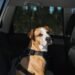 These Are the Signs Your Dog Is Getting Car Sick