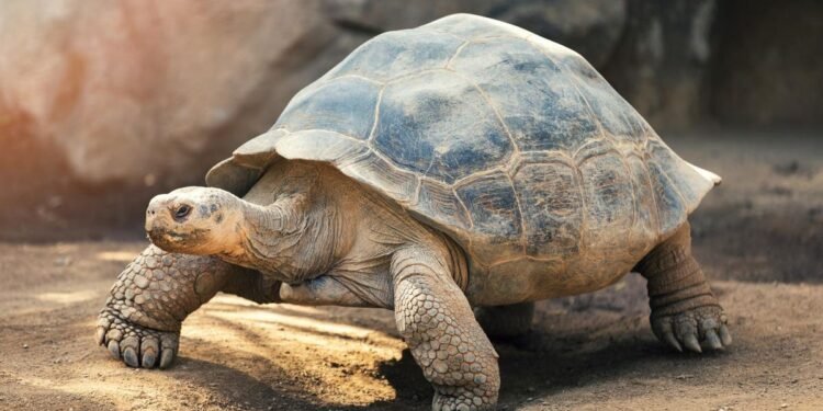 This Safe 5% Dividend Stock Has More Upside Than NVIDIA