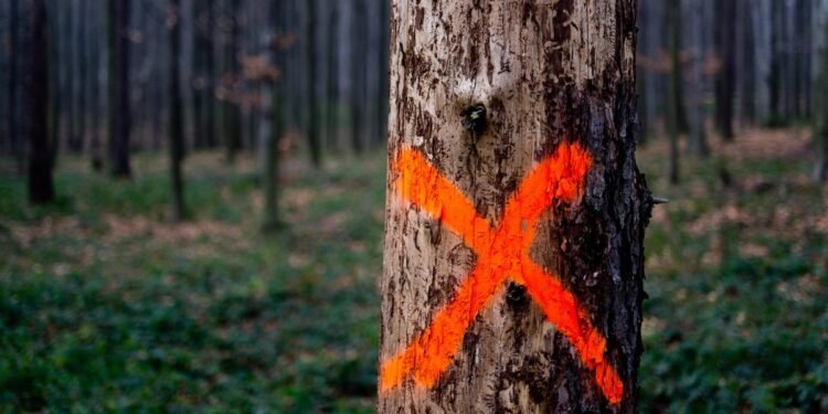 Here's What Those Spray Paint Marks on Trees Mean