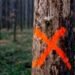 Here's What Those Spray Paint Marks on Trees Mean