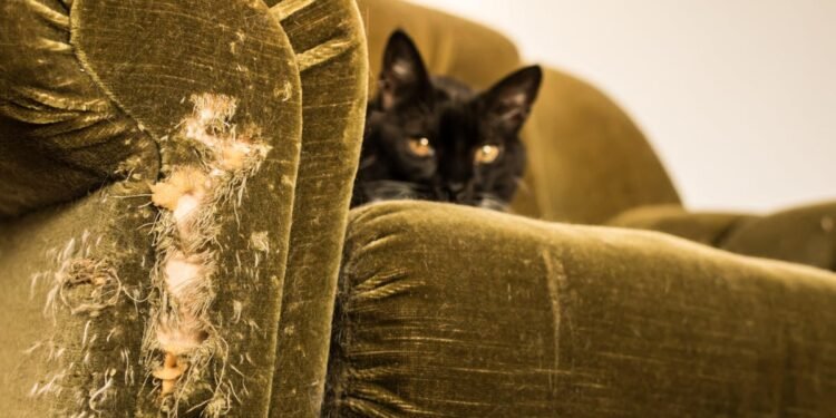 How to Fix Cat Scratches on Furniture