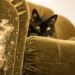 How to Fix Cat Scratches on Furniture