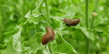 Make Easy Garden Pest Traps With These Common Kitchen Staples