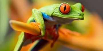 Pepe Coin’s Price Plummets 20% amidst Significant Wallet Movements and Security Concerns