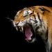 Tiger Global Blames ‘Disgruntled Former Employee’ For Mystery Memo