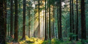 When sustainable investment doesn't have the impact you think