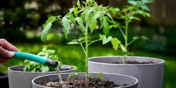 Why You Shouldn't Use Garden Soil for Plants in Outdoor Containers