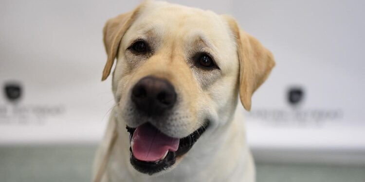 5 Stocks Gurus Are Pampering Their Pets With