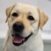 5 Stocks Gurus Are Pampering Their Pets With