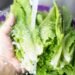 Can You Wash E. Coli Off Lettuce?