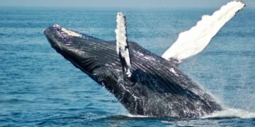 Ethereum Whales