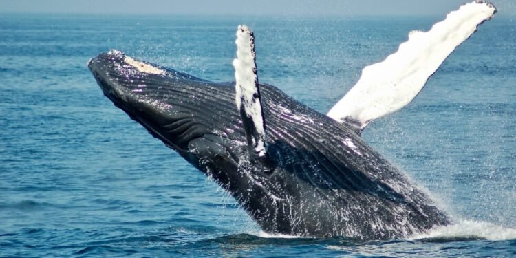 Ethereum Whales