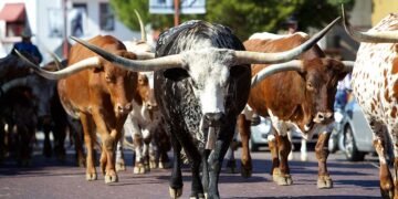 How To Handle This Market Rally; 'Magnificent 7' Are All Near Buy Points
