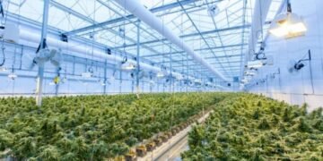 How to Invest in Cannabis Startups