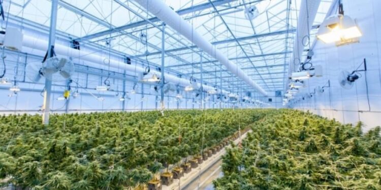 How to Invest in Cannabis Startups