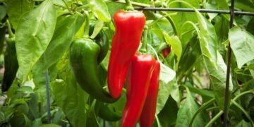 How to Overwinter Your Pepper Plants