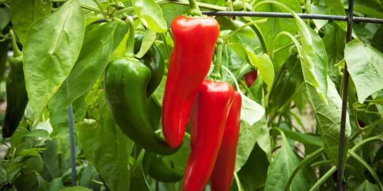 How to Overwinter Your Pepper Plants