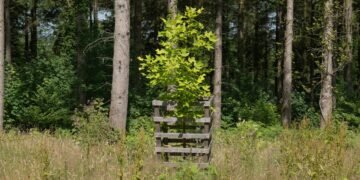 The Best Trees to Plant in the Fall