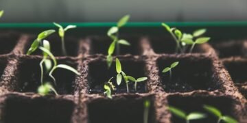 What is Growth Capital? - Benzinga