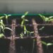 What is Growth Capital? - Benzinga