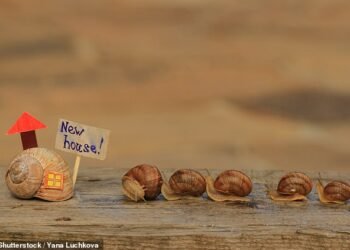 Taking their time: The number of sales agreed is 17% below this time last year as buyers adopt a 'wait and see' approach, according to Rightmove