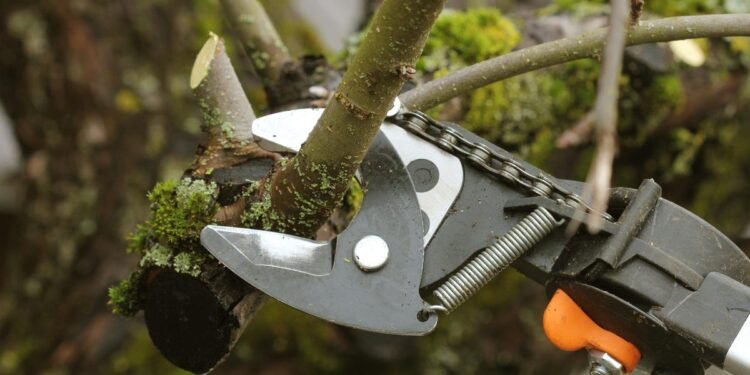 How to Disinfect Your Pruning Tools (and Why You Should)